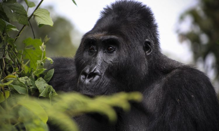 Silverback gorilla Bonane. Parc National de Kahuzi Biega à l’Est du Congo Photo crédit
