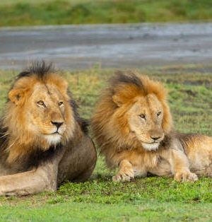 Deux lions mâles. Crédit tiers. (Panthera leo. Ndutu region of Ngorongoro Conservation Area, Tanzania, Africa).