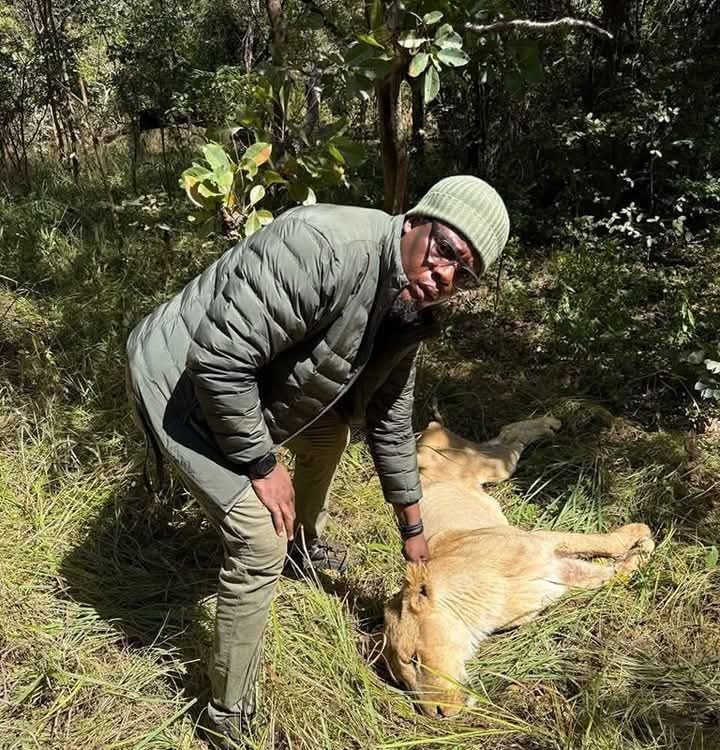 Dr Jean-Claude Binemo du Zoo de Lubumbashi en pleine opération d'immobilisation des lionnes en cavale à Lubumbashi le 25 mai 2025. Photo crédit tiers.